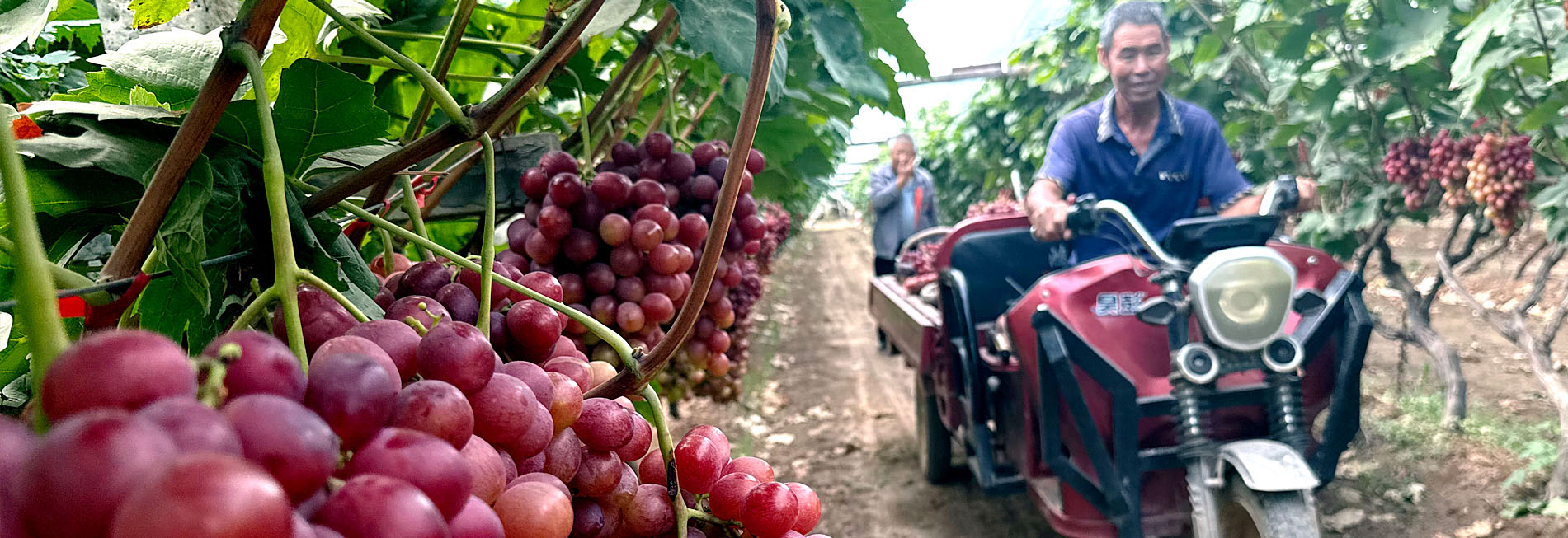 陜西大荔：七萬(wàn)畝葡萄喜獲豐收 邀您共赴甜蜜之約